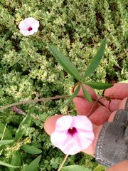 Ipomoea heptaphylla
