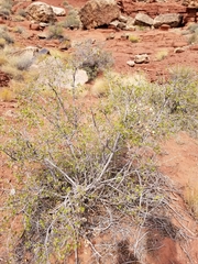 Rhus aromatica simplicifolia