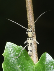 Anaglyptus decemmaculatus