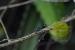 Hylaeothemis apicalis