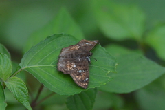 Caprona ransonnettii