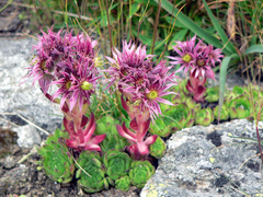 Sempervivum