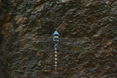 Anax immaculifrons
