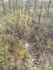 Penstemon multiflorus