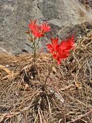 Alstroemeria ligtu