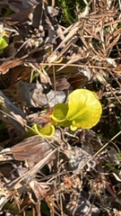 Sarracenia flava