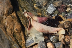 Chondracanthus exasperatus