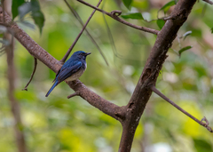 Cyornis hainanus