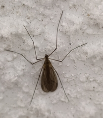 Insecta