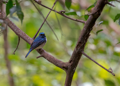 Cyornis hainanus