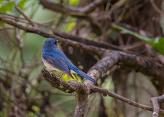Cyornis hainanus