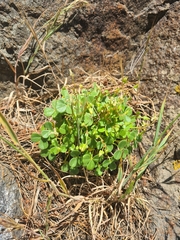 Oxalis megalorrhiza