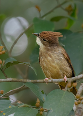 Alophoixus ochraceus