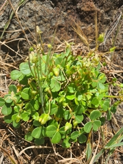 Oxalis megalorrhiza
