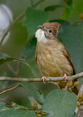 Alophoixus ochraceus