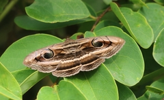Spirama