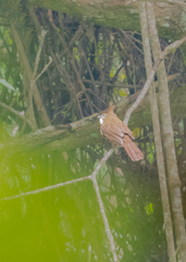 Alophoixus ochraceus