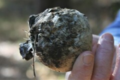 Amphibolips quercuspomiformis