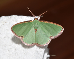 Heterorachis devocata