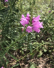 Physostegia virginiana