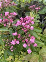 Kalmia