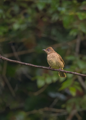 Pycnonotus conradi