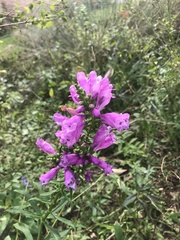 Physostegia virginiana