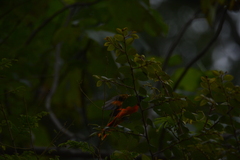 Pericrocotus flammeus