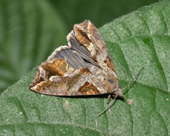 Plusiodonta wahlbergi