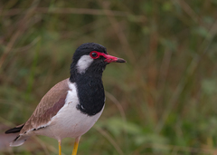 Vanellus indicus atronuchalis