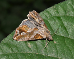 Plusiodonta wahlbergi