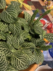 Fittonia