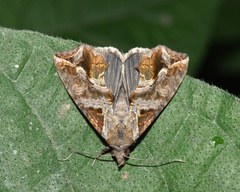 Plusiodonta wahlbergi