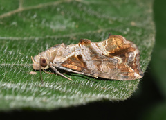 Plusiodonta wahlbergi