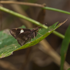 Notocrypta feisthamelii