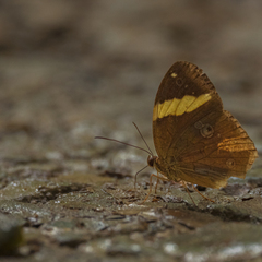 Xanthotaenia busiris