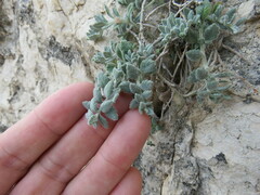 Teucrium