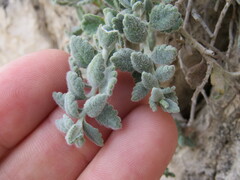 Teucrium