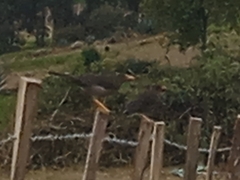 Turdus