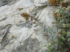 Teucrium