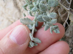 Teucrium