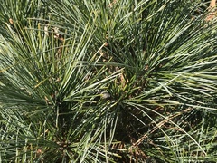 Pinus thunbergii