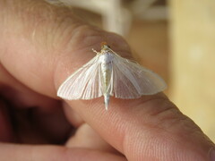 Palpita vitrealis