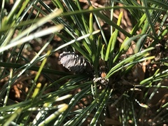 Pinus thunbergii