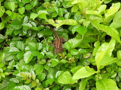 Anolis mariarum
