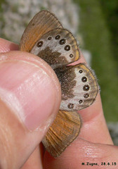 Coenonympha gardetta