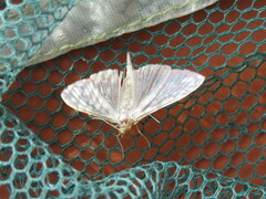 Palpita vitrealis