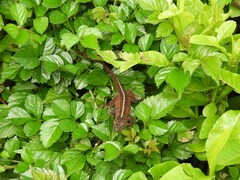 Anolis mariarum