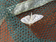 Palpita vitrealis