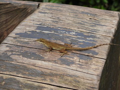 Anolis mariarum